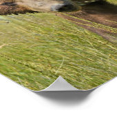 19x13 Poster papier (steen) van grizzly beer (Hoek)