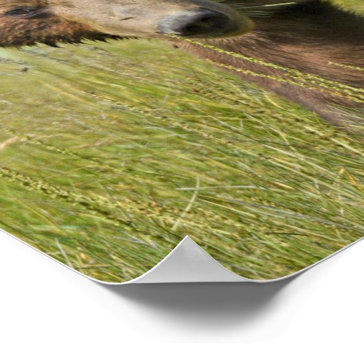 19x13 Poster papier (steen) van grizzly beer (Hoek)