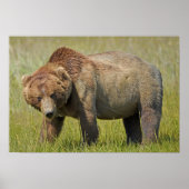 19x13 Poster papier (steen) van grizzly beer (Voorkant)