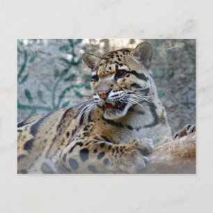 1 4x6 briefkaart