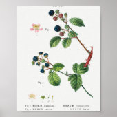 1 Blackberry (Rubus fruticosus) 2 Dewberry (Rubus) Poster (Voorkant)