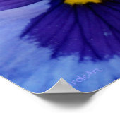 1 Blue Beauty Pansy Poster (Hoek)