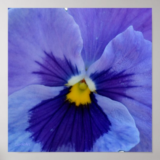 1 Blue Beauty Pansy Poster (Voorkant)