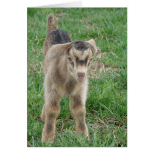 1-dag-oude donder alle gelegenheden