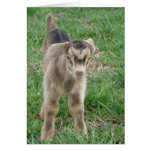 1-dag-oude donder alle gelegenheden (Voorkant)