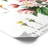 1 Drijvende krabappel (Malus hybrida) 2 Chinese fl Poster (Hoek)