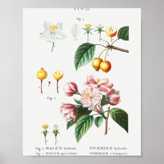 1 Drijvende krabappel (Malus hybrida) 2 Chinese fl Poster (Voorkant)