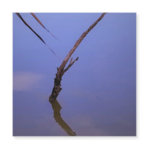 #1-Etang van Scamandre in Camargue. Aimant