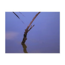 #1-Etang van Scamandre in Camargue.