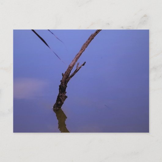 #1-Etang van Scamandre in Camargue. Briefkaart (Voorkant)