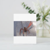 1 langoest briefkaart (Staand voorkant)