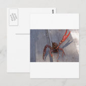 1 langoest briefkaart (Voorkant / Achterkant)