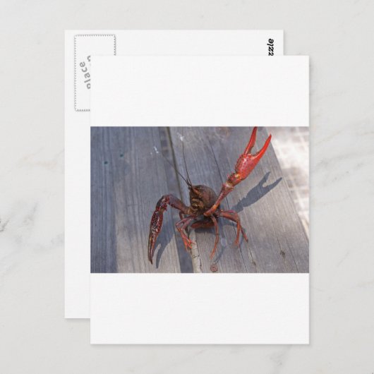 1 langoest briefkaart (Voorkant / Achterkant)