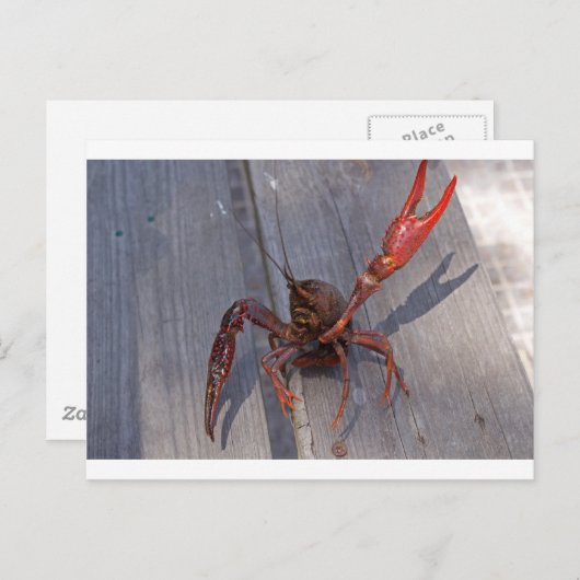 1 langoest briefkaart (Voorkant / Achterkant)