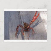 1 langoest briefkaart (Voorkant)