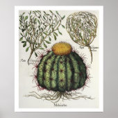 1.Melocactus; 2.Rosa Hiericontea aperta; 3.Rosa Hi Poster (Voorkant)