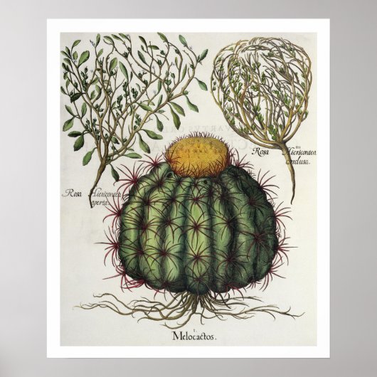 1.Melocactus; 2.Rosa Hiericontea aperta; 3.Rosa Hi Poster (Voorkant)