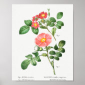 1 Redleaf roos (Rosa rubrifolia) 2 Japans roos ( Poster (Voorkant)