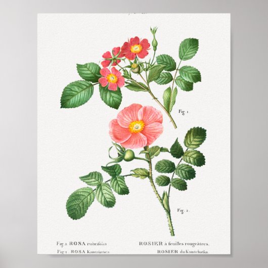 1 Redleaf roos (Rosa rubrifolia) 2 Japans roos ( Poster (Voorkant)