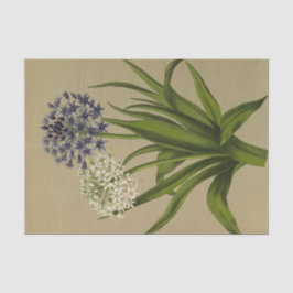 1 Scilla Peruviana 2 Scilla Peruviana Alba Tissuepapier