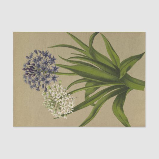 1 Scilla Peruviana 2 Scilla Peruviana Alba Tissuepapier (Voorkant)