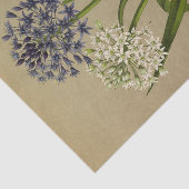 1 Scilla Peruviana 2 Scilla Peruviana Alba Tissuepapier (Detail)