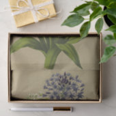 1 Scilla Peruviana 2 Scilla Peruviana Alba Tissuepapier (Geschenk)