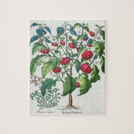 1.Solanum Pomiferum 2.Amaracus vulgaris uit de Legpuzzel (Verticaal)