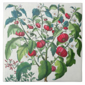 1.Solanum Pomiferum 2.Amaracus vulgaris uit de Tegeltje (Voorkant)