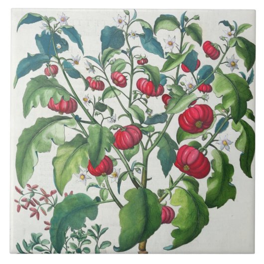 1.Solanum Pomiferum 2.Amaracus vulgaris uit de Tegeltje (Voorkant)