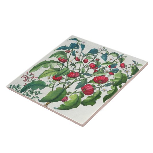 1.Solanum Pomiferum 2.Amaracus vulgaris uit de Tegeltje (Zijkant)