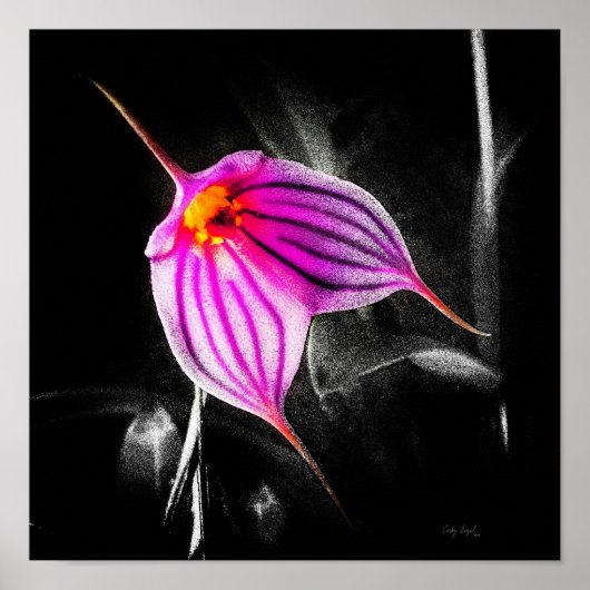 1 x 1 Ratio Black Orchid Print Img5480 (Voorkant)
