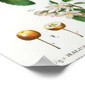 1 Zuidelijke krabappel Malus sempervirens 2 Siberi Poster (Hoek)