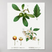 1 Zuidelijke krabappel Malus sempervirens 2 Siberi Poster (Voorkant)