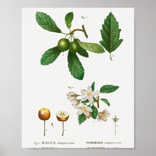 1 Zuidelijke krabappel Malus sempervirens 2 Siberi Poster (Voorkant)