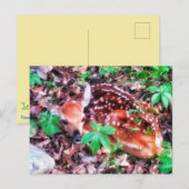 1FAWN BRIEFKAART (Voorkant / Achterkant)