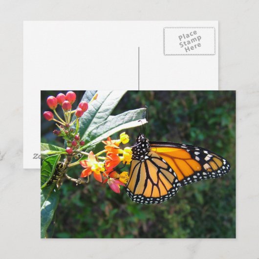 2008_0109_114022 BRIEFKAART (Voorkant / Achterkant)