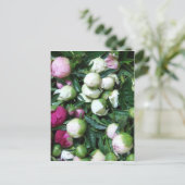 2008 pioen en tuin foto's 135 briefkaart (Staand voorkant)