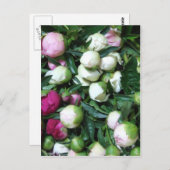 2008 pioen en tuin foto's 135 briefkaart (Voorkant / Achterkant)