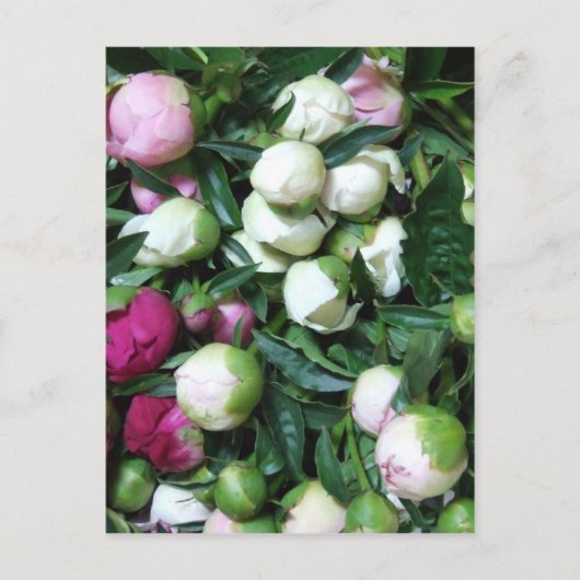 2008 pioen en tuin foto's 135 briefkaart (Voorkant)