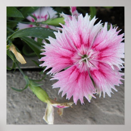 2009-1008 — Afdruk/poster Poster (Voorkant)