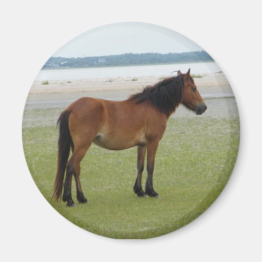 2009-7-20 Shackleford Banken 00028 Magneet (Voorkant)