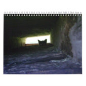 2009 Van de Feral Soul Inc. Feral Cat Calendar Kalender (Hoes)