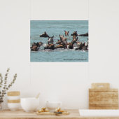 2010 Pony Swim, Chincoteague Island, VA Poster (Keuken)