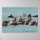 2010 Pony Swim, Chincoteague Island, VA Poster (Voorkant)