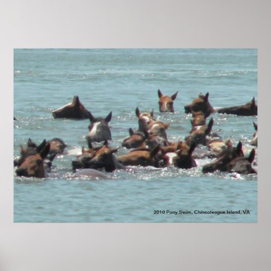 2010 Pony Swim, Chincoteague Island, VA Poster (Voorkant)