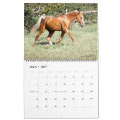 2011 Akhal-Teke Paarden Kalender (Mar 2027)