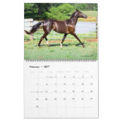 2011 Akhal-Teke Paarden Kalender (Feb 2027)