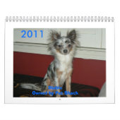 2011 Chihuahua Calander Kalender (Hoes)