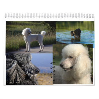 2011 Standard Poodle Calender Kalender